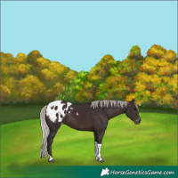 Horse Color:Silver Brown Tobiano Appaloosa 
