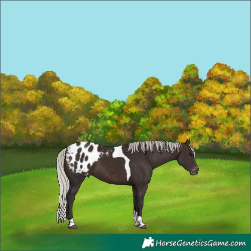 Horse Color:Silver Brown Tobiano Blanket 