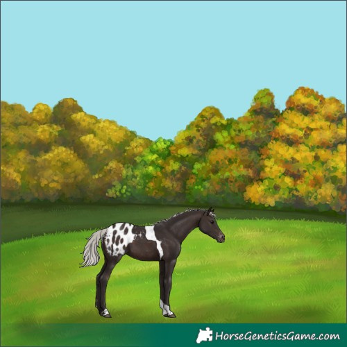 Horse Color:Silver Brown Tobiano Appaloosa 