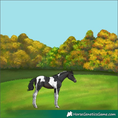 Horse Color:Brown Tobiano Appaloosa