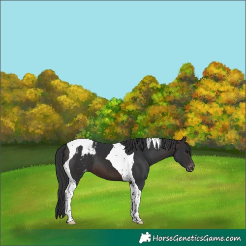 Horse Color:Brown Tobiano Blanket 