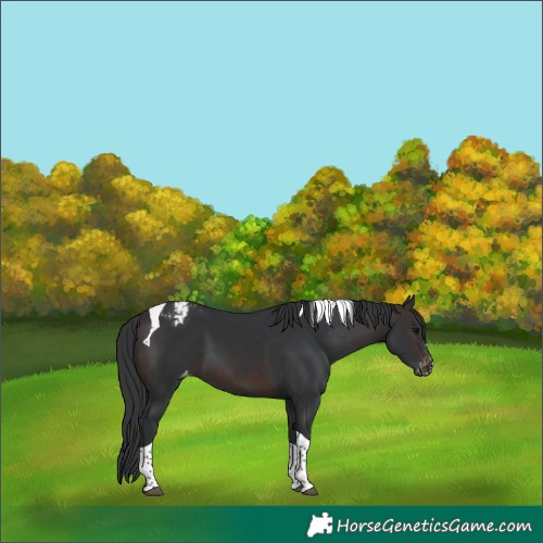 Horse Color:Brown Tobiano Appaloosa 
