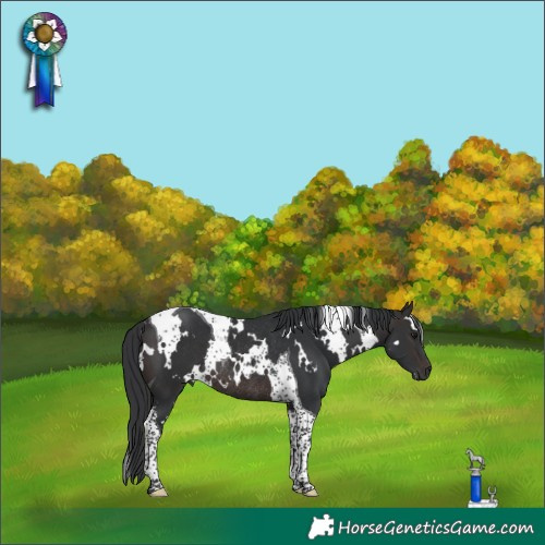 Horse Color:White Spotted Brown Tobiano Rabicano
