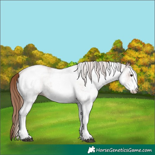 Horse Color:White Spotted Chestnut Sabino 