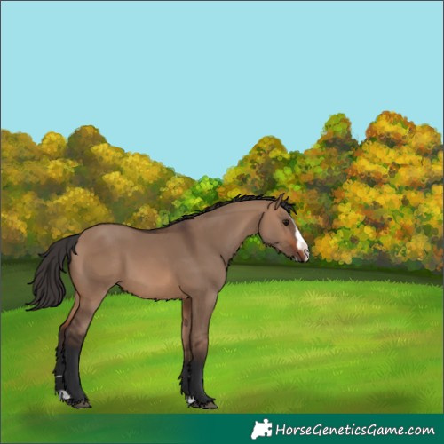 Horse Color:Brown Dun Splash Rabicano 