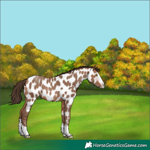 Horse Color:Amber Champagne Splash Appaloosa 
