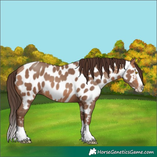 Horse Color:Amber Champagne Splash Appaloosa 