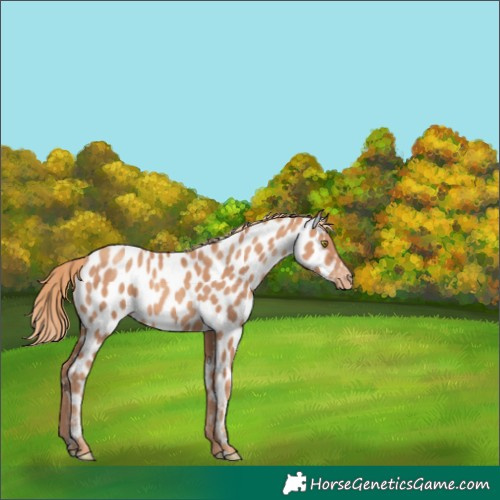 Horse Color:Gold Champagne Appaloosa 