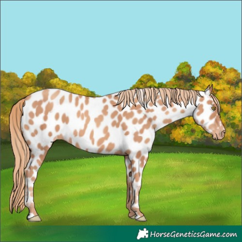 Horse Color:Gold Champagne Appaloosa 