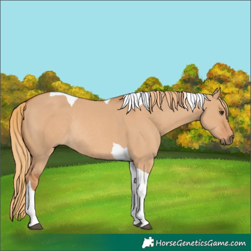Horse Color:Red Dun Tobiano Rabicano