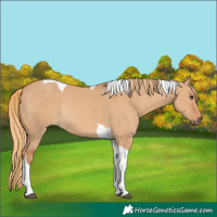 Horse Color:Red Dun Tobiano Rabicano