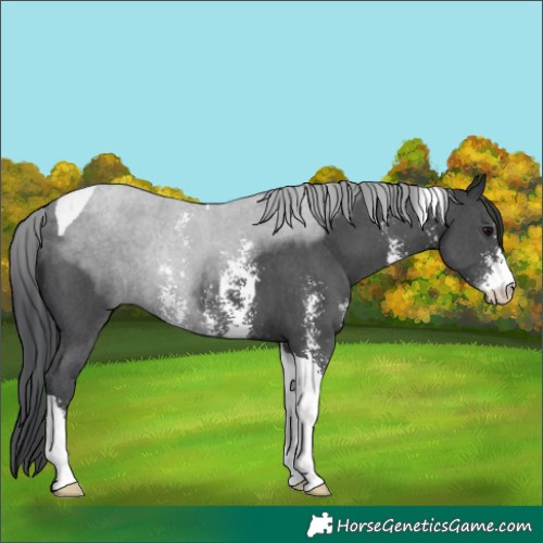 Horse Color:Black Sabino Tobiano Rabicano 