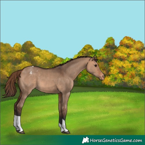 Horse Color:Bay Dun Tobiano Appaloosa 