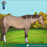 Horse Color:Bay Dun Tobiano Appaloosa 