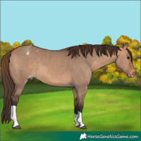 Horse Color:Bay Dun Tobiano Appaloosa 