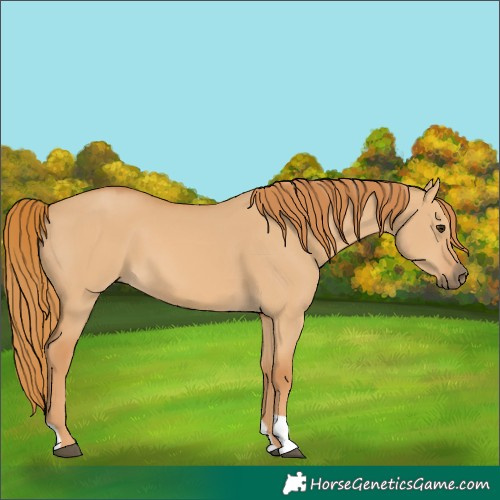 Horse Color:Unknown 