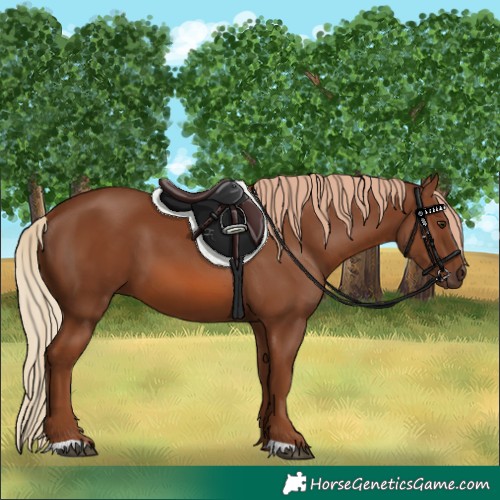 Horse Color:Unknown 