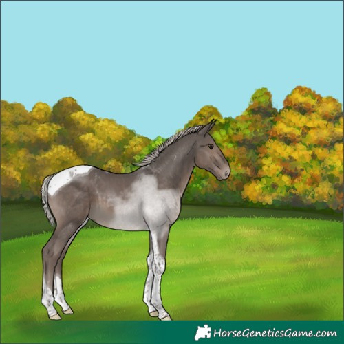 Horse Color:Silver Black Tobiano 