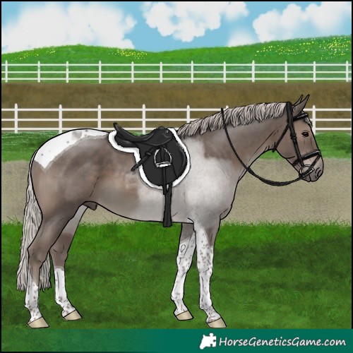 Horse Color:Silver Black Tobiano 