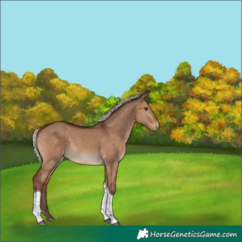 Horse Color:Silver Brown Dun Tobiano 