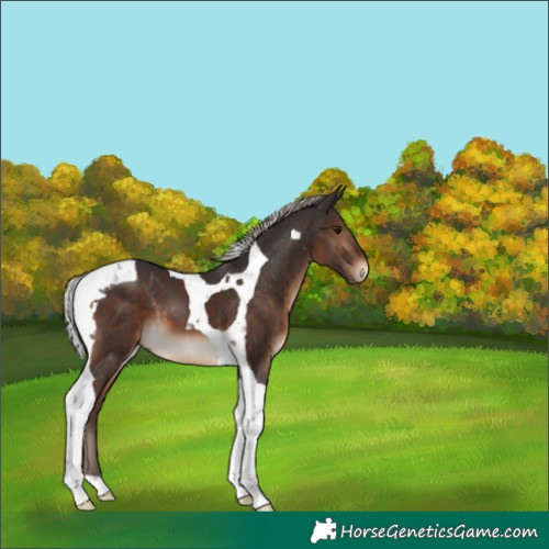 Horse Color:Silver Brown Tobiano 
