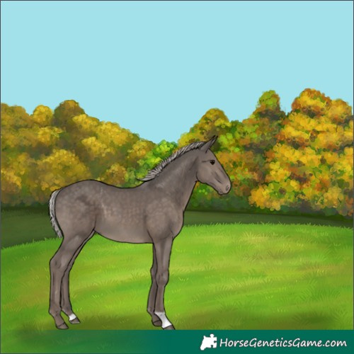 Horse Color:Silver Black 