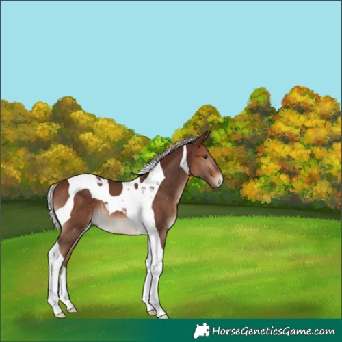 Horse Color:Silver Brown Tobiano 