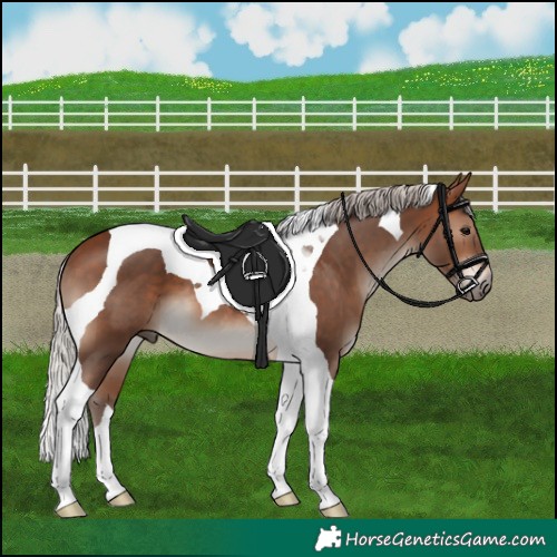Horse Color:Silver Brown Tobiano 