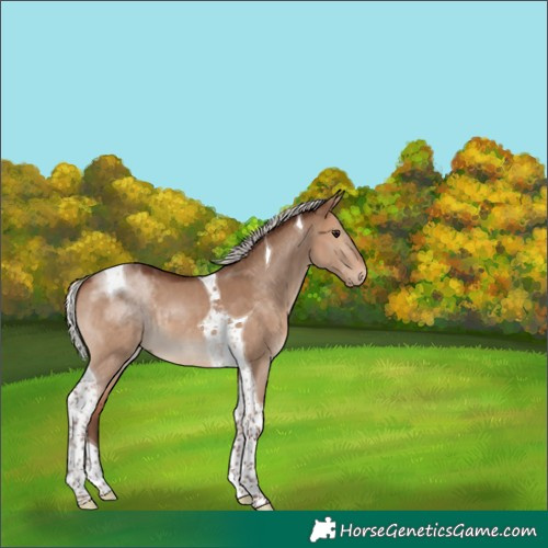 Horse Color:Silver Bay Dun Tobiano 