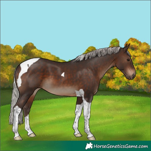 Horse Color:Silver Brown Tobiano 