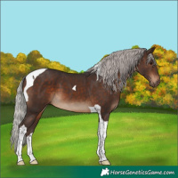 Horse Color:Silver Brown Tobiano