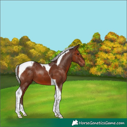 Horse Color:Silver Brown Tobiano