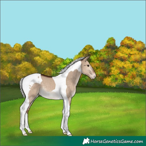 Horse Color:Silver Brown Dun Tobiano 