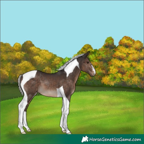 Horse Color:Silver Brown Tobiano