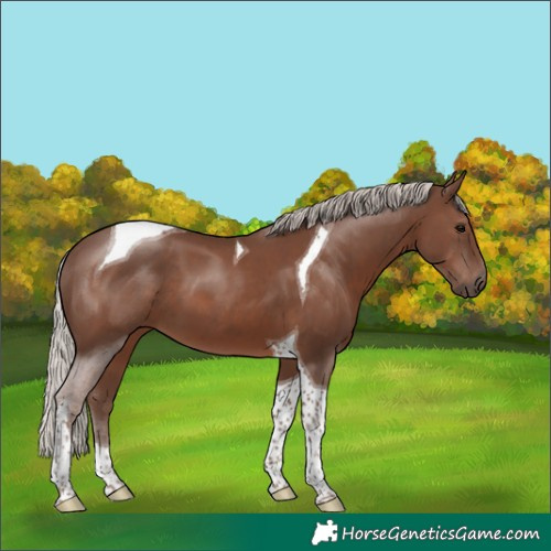 Horse Color:Silver Black Tobiano