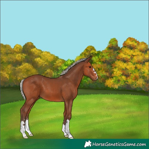 Horse Color:Silver Brown 