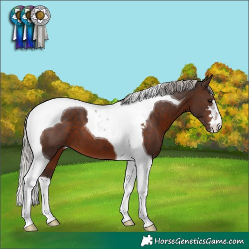 Horse Color:Silver Brown Tobiano 