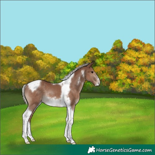 Horse Color:Silver Black Tobiano Frame Rabicano 