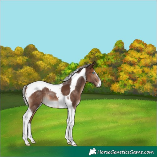 Horse Color:Silver Brown Splash Tobiano Frame Rabicano
