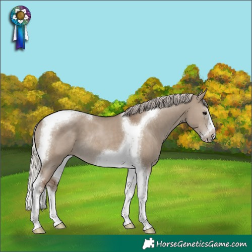 Horse Color:Silver Grullo Splash Tobiano Frame Rabicano 