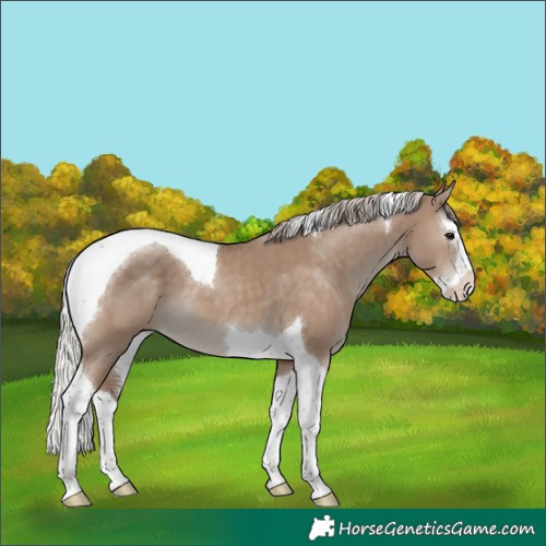 Horse Color:Silver Grullo Splash Tobiano 