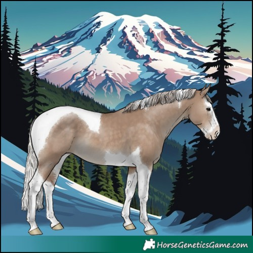 Horse Color:Silver Grullo Splash Tobiano