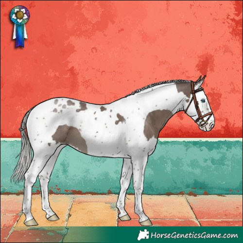 Horse Color:Silver Black Splash Tobiano