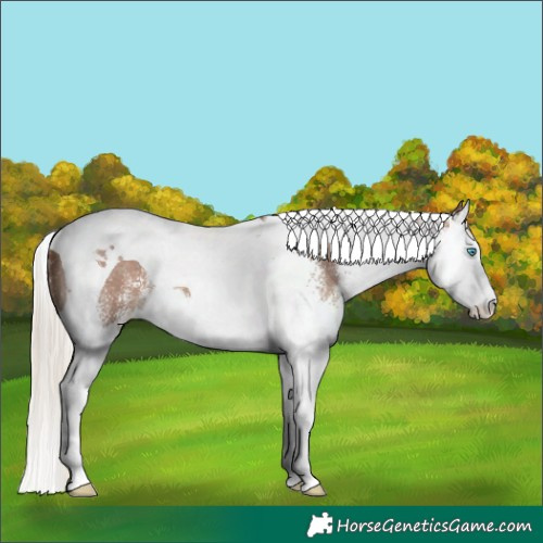 Horse Color:White Spotted Silver Black Splash Tobiano 