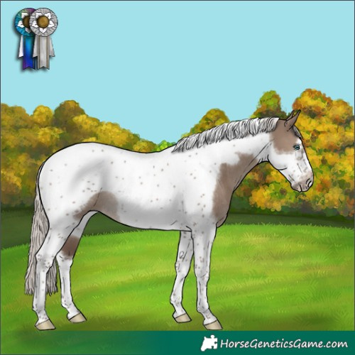 Horse Color:Silver Grullo Tobiano Frame Rabicano