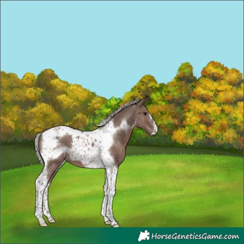 Horse Color:Silver Black Tobiano Frame 