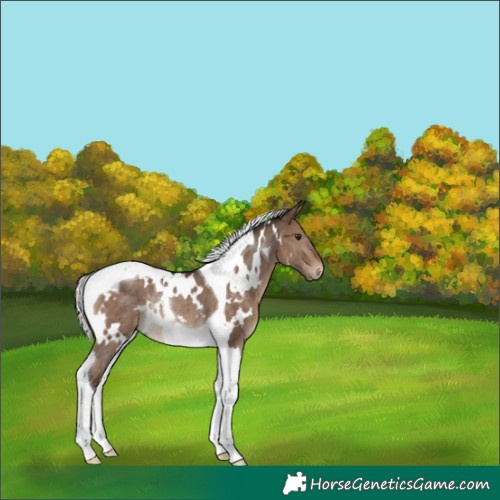 Horse Color:White Spotted Silver Brown Dun Tobiano Rabicano 