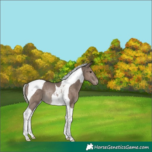 Horse Color:Silver Black Tobiano Rabicano 