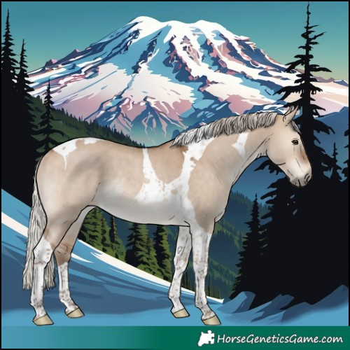 Horse Color:Silver Bay Dun Tobiano Rabicano