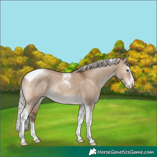 Horse Color:Silver Brown Dun Splash Tobiano Rabicano